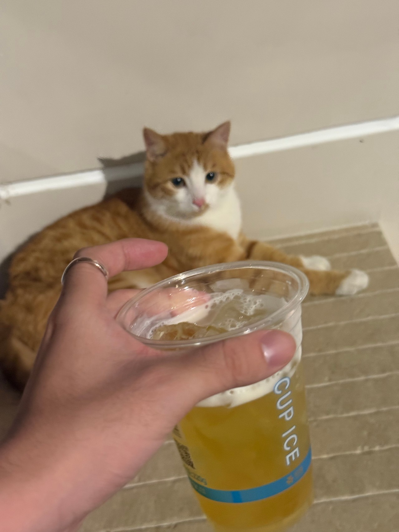 手中一杯酒，身旁一只橘白色小猫。